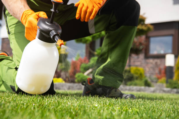 Wasp Removal Services in Peotone, IL
