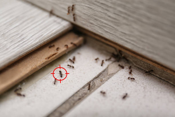 Best Cockroach Control Services  in Peotone, IL