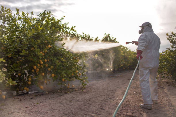 Best Ant Control Services  in Peotone, IL